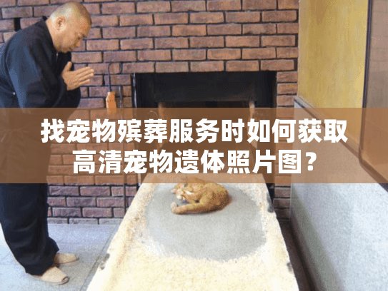 找宠物殡葬服务时如何获取高清宠物遗体照片图？