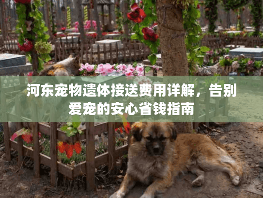 河东宠物遗体接送费用详解，告别爱宠的安心省钱指南