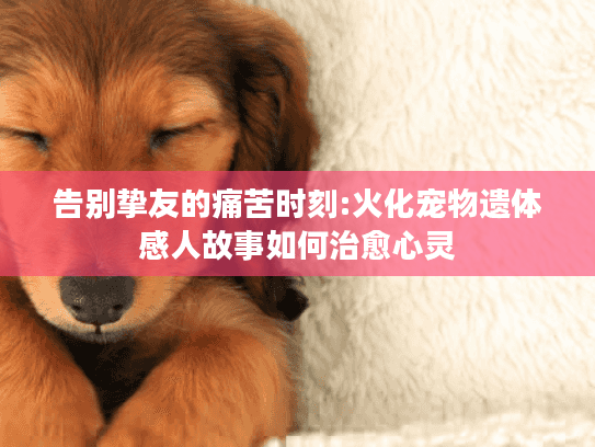 告别挚友的痛苦时刻:火化宠物遗体感人故事如何治愈心灵