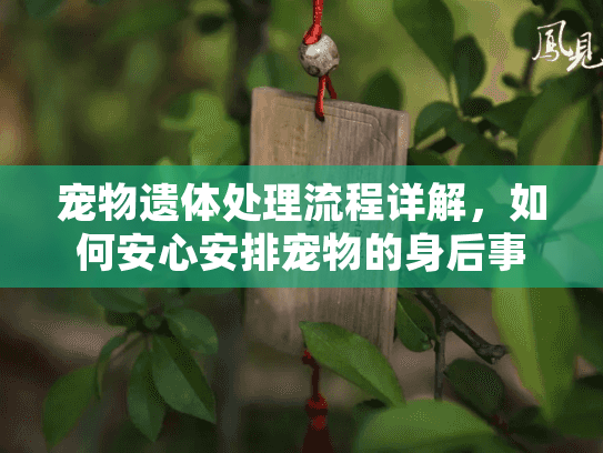 宠物遗体处理流程详解，如何安心安排宠物的身后事？