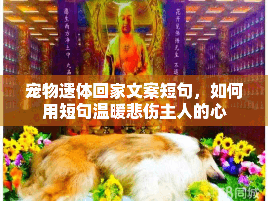 宠物遗体回家文案短句，如何用短句温暖悲伤主人的心