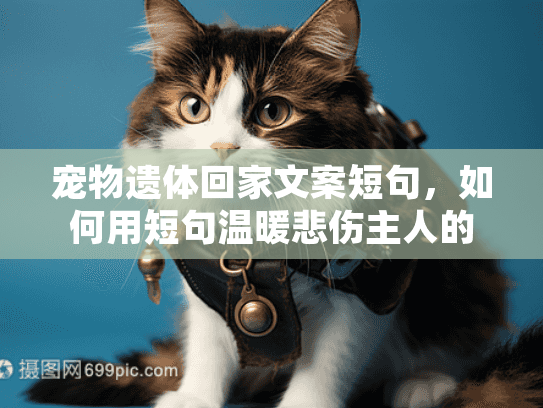 宠物遗体回家文案短句，如何用短句温暖悲伤主人的心