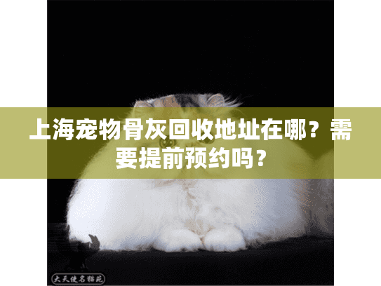 上海宠物骨灰回收地址在哪？需要提前预约吗？