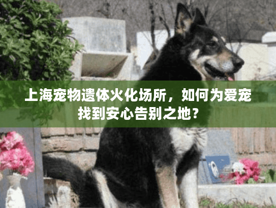 上海宠物遗体火化场所，如何为爱宠找到安心告别之地？