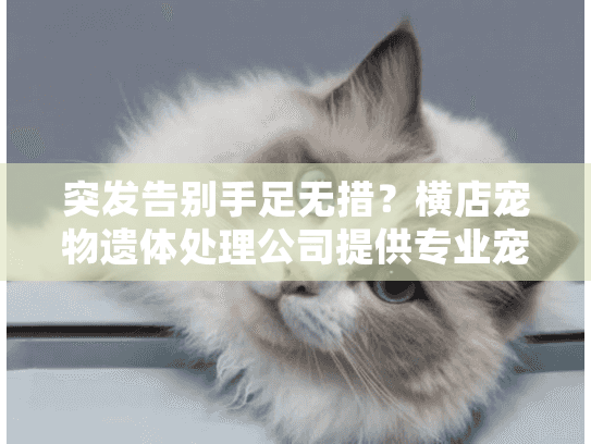 突发告别手足无措？横店宠物遗体处理公司提供专业宠物遗体处理服务