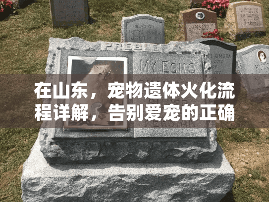 在山东，宠物遗体火化流程详解，告别爱宠的正确方式