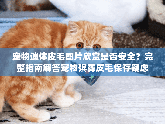 宠物遗体皮毛图片欣赏是否安全？完整指南解答宠物殡葬皮毛保存疑虑