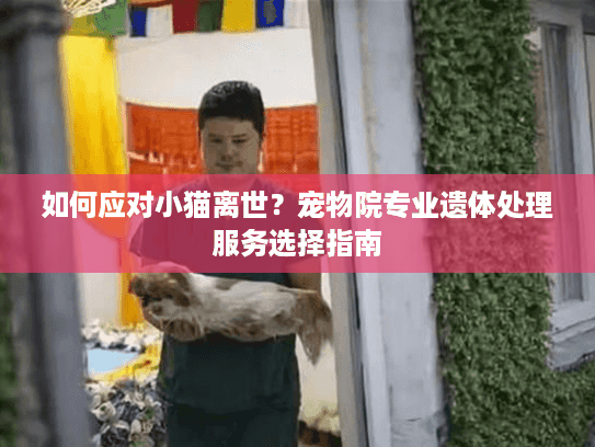 如何应对小猫离世？宠物院专业遗体处理服务选择指南