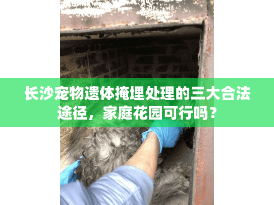 长沙宠物遗体掩埋处理的三大合法途径，家庭花园可行吗？