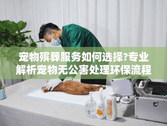 宠物殡葬服务如何选择?专业解析宠物无公害处理环保流程