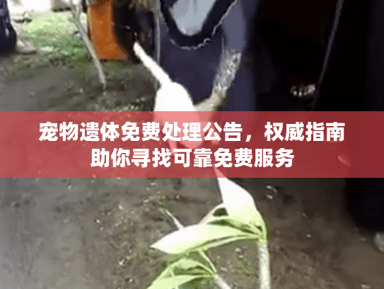 宠物遗体免费处理公告，权威指南助你寻找可靠免费服务
