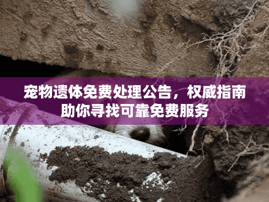 宠物遗体免费处理公告，权威指南助你寻找可靠免费服务