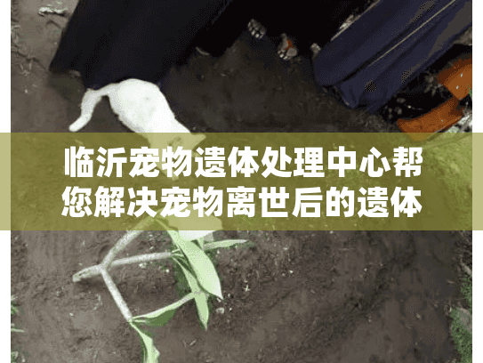 临沂宠物遗体处理中心帮您解决宠物离世后的遗体处理难题？