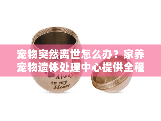 宠物突然离世怎么办？家养宠物遗体处理中心提供全程关怀