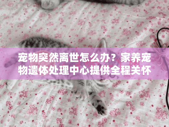 宠物突然离世怎么办？家养宠物遗体处理中心提供全程关怀