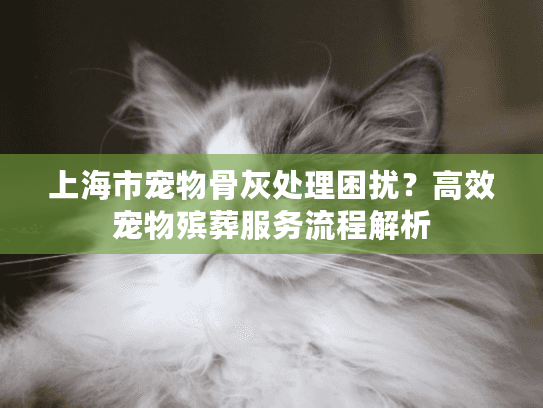 上海市宠物骨灰处理困扰？高效宠物殡葬服务流程解析