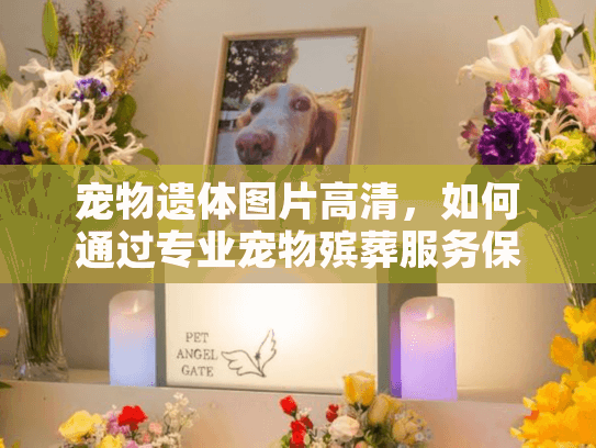 宠物遗体图片高清，如何通过专业宠物殡葬服务保存珍贵回忆