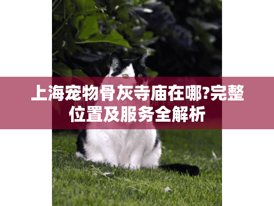上海宠物骨灰寺庙在哪?完整位置及服务全解析