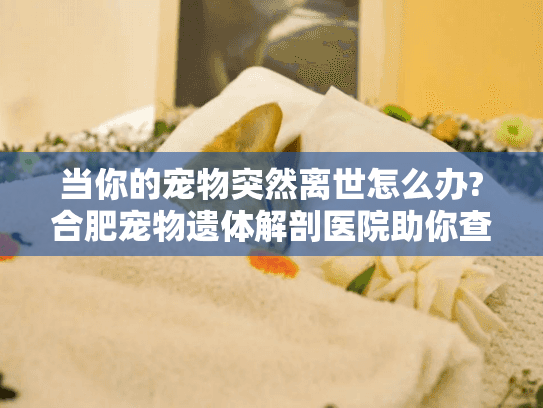 当你的宠物突然离世怎么办?合肥宠物遗体解剖医院助你查明真相
