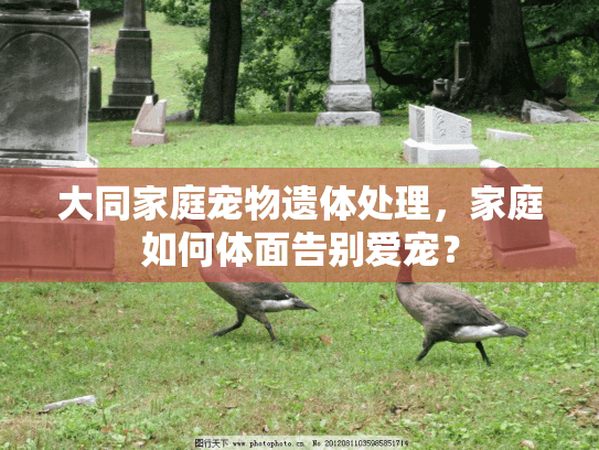 大同家庭宠物遗体处理，家庭如何体面告别爱宠？