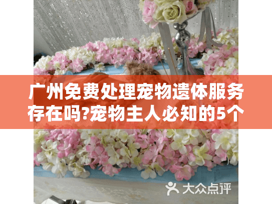 广州免费处理宠物遗体服务存在吗?宠物主人必知的5个替代方案