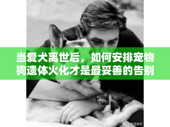 当爱犬离世后，如何安排宠物狗遗体火化才是最妥善的告别方式？