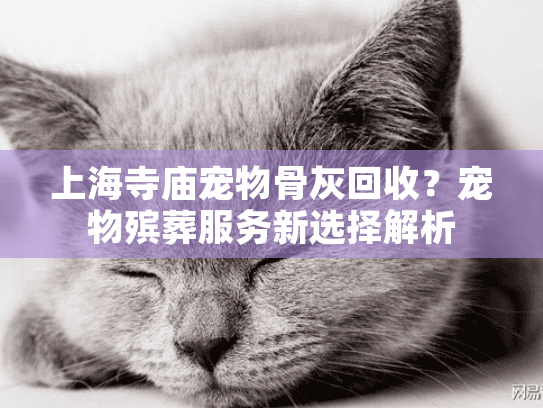 上海寺庙宠物骨灰回收？宠物殡葬服务新选择解析