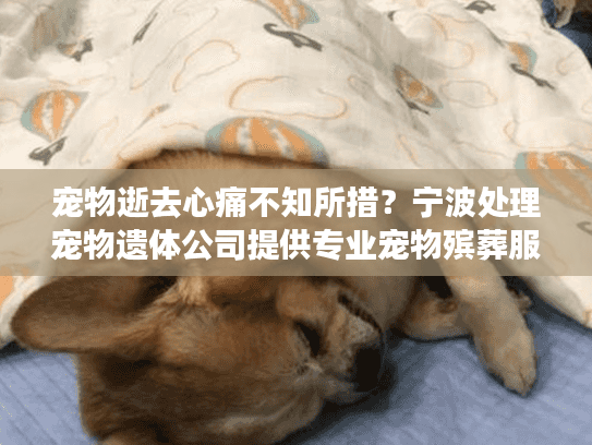 宠物逝去心痛不知所措？宁波处理宠物遗体公司提供专业宠物殡葬服务
