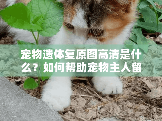 宠物遗体复原图高清是什么？如何帮助宠物主人留下最后美好纪念