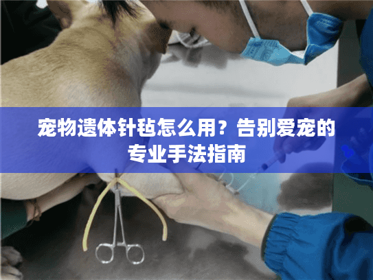 宠物遗体针毡怎么用？告别爱宠的专业手法指南