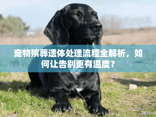 宠物殡葬遗体处理流程全解析，如何让告别更有温度？