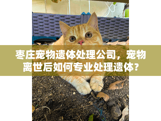 枣庄宠物遗体处理公司，宠物离世后如何专业处理遗体？