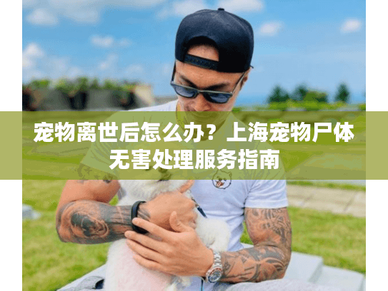 宠物离世后怎么办？上海宠物尸体无害处理服务指南