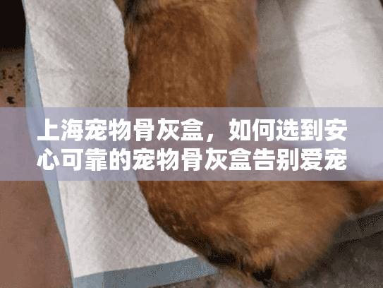 上海宠物骨灰盒，如何选到安心可靠的宠物骨灰盒告别爱宠？