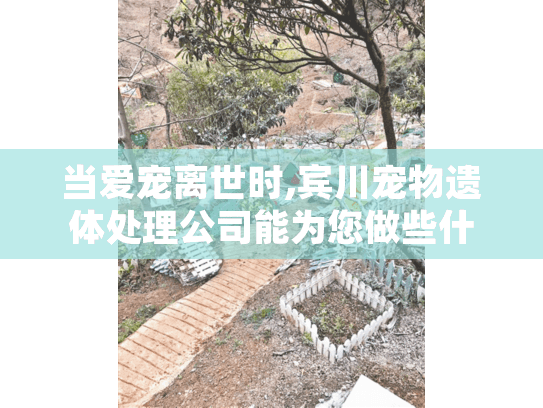 当爱宠离世时,宾川宠物遗体处理公司能为您做些什么?