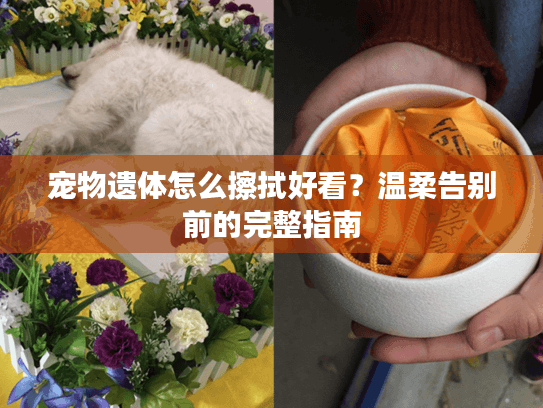 宠物遗体怎么擦拭好看？温柔告别前的完整指南