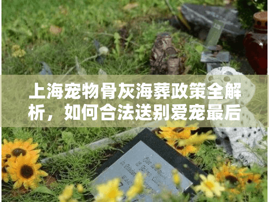 上海宠物骨灰海葬政策全解析，如何合法送别爱宠最后一程