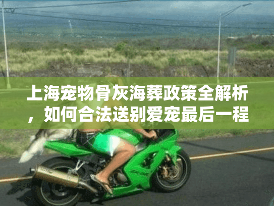上海宠物骨灰海葬政策全解析，如何合法送别爱宠最后一程