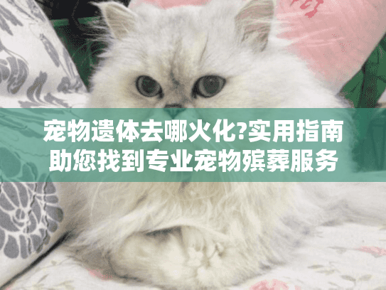 宠物遗体去哪火化?实用指南助您找到专业宠物殡葬服务