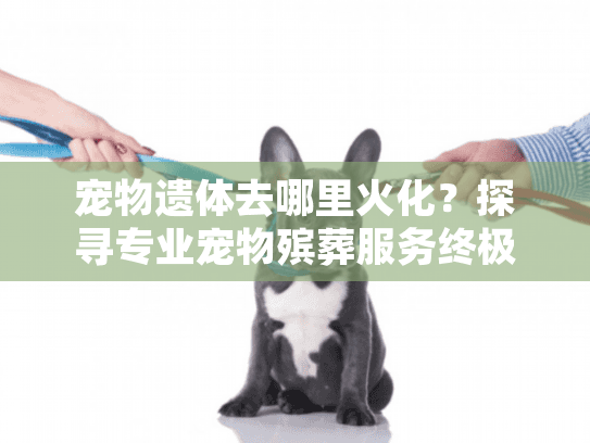 宠物遗体去哪里火化？探寻专业宠物殡葬服务终极方案