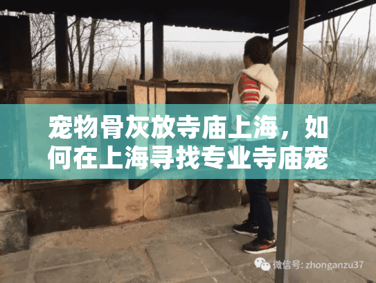 宠物骨灰放寺庙上海，如何在上海寻找专业寺庙宠物骨灰寄存服务？