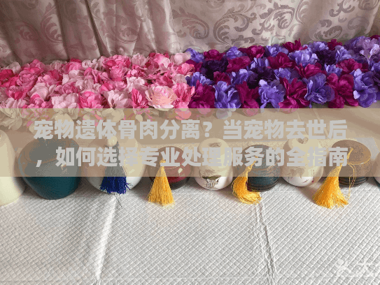 宠物遗体骨肉分离？当宠物去世后，如何选择专业处理服务的全指南