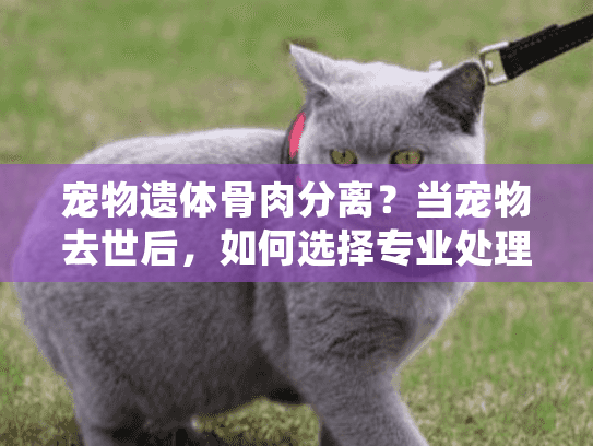 宠物遗体骨肉分离？当宠物去世后，如何选择专业处理服务的全指南