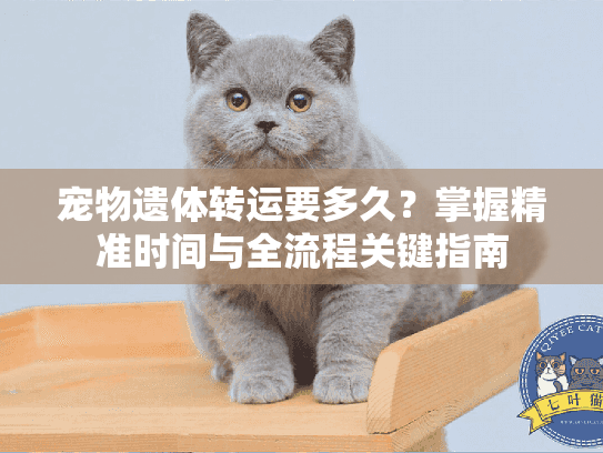 宠物遗体转运要多久？掌握精准时间与全流程关键指南