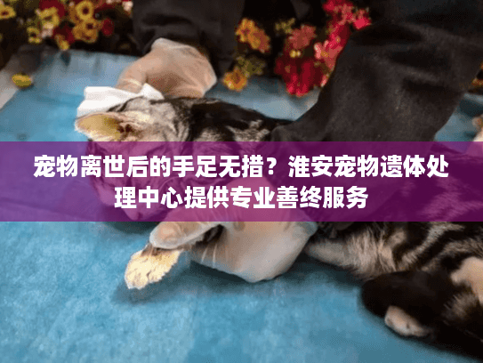 宠物离世后的手足无措？淮安宠物遗体处理中心提供专业善终服务