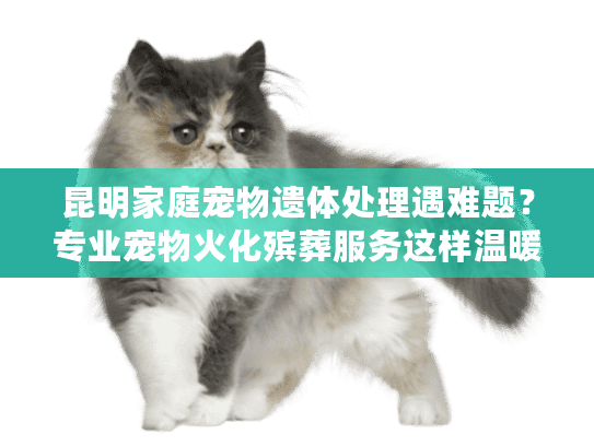 昆明家庭宠物遗体处理遇难题？专业宠物火化殡葬服务这样温暖送别