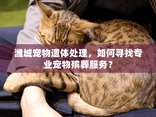 潍城宠物遗体处理，如何寻找专业宠物殡葬服务？