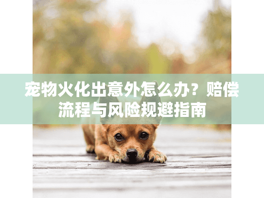 宠物火化出意外怎么办？赔偿流程与风险规避指南