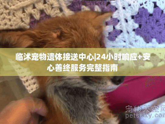 临沭宠物遗体接送中心|24小时响应+安心善终服务完整指南 临沭宠物遗体接送中心|24小时响应+安心善终服务完整指南