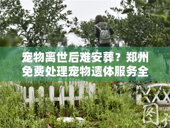 宠物离世后难安葬？郑州免费处理宠物遗体服务全面指南